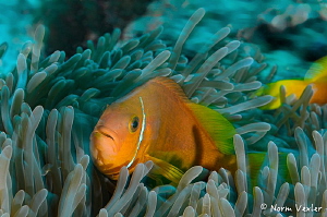 Black-footed Anemonefish in the Maldives. by Norm Vexler 